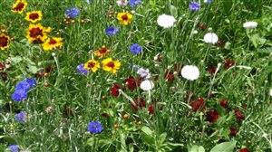 - Annual Wildflower Mixture