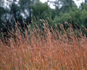 Big Bluestem - Big Bluestem