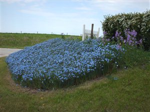 Blue Flax - Blue Flax