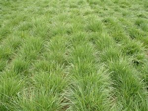 Chewings Fescue - Chewings Fescue