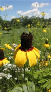 Clasping Coneflower - Clasping Coneflower