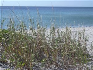  - Coastal Panicgrass
