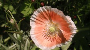 Corn Poppy (Shirley Mix) - Corn Poppy