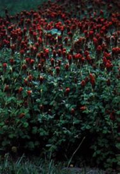 Crimson Clover << Legumes