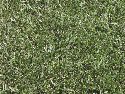 Turf Type Tall Fescue