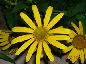False Sunflower - False Sunflower