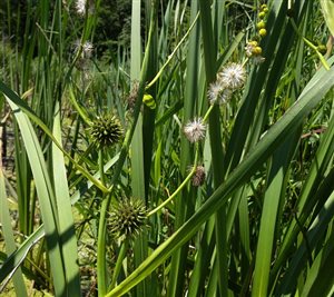 Giant Bur Reed - Giant Bur Reed