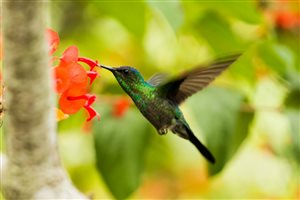 Happy Hummingbird Wildflower Mix - Happy Hummingbird Wildflower Mix