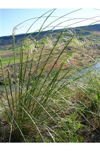 Indian Ricegrass - Indian Ricegrass