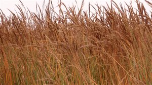 Indiangrass - Indiangrass