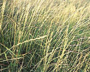 Manska Pubescent Wheatgrass - Pubescent Wheatgrass