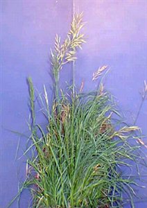Meadow Bromegrass - Meadow Bromegrass