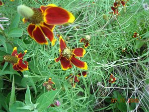Mexican Red Hat Coneflower - Mexican Red Hat