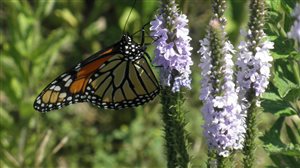 Monarch Flyway Mix - Monarch Flyway Mix