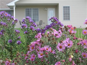  - New England Aster