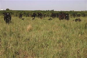 Oahe Intermediate Wheatgrass - Intermediate Wheatgrass