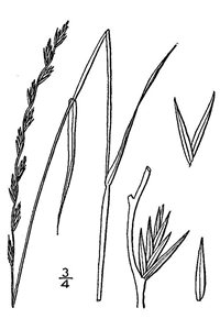 Perennial Ryegrass - Perennial Ryegrass