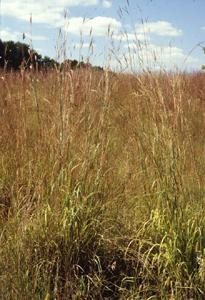 Prairie 7 Prairiegrass Mixture - Prairie 7