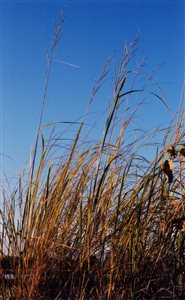 Prairie Cordgrass - Prairie Cordgrass