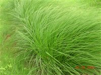  - Prairie Dropseed