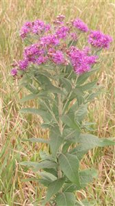 Prairie Ironweed - Ironweed
