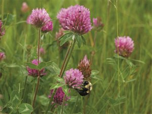 Red Clover - Mammoth Red Clover