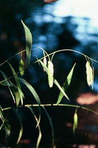 River Oats (Inland Sea Oats) - River Oats