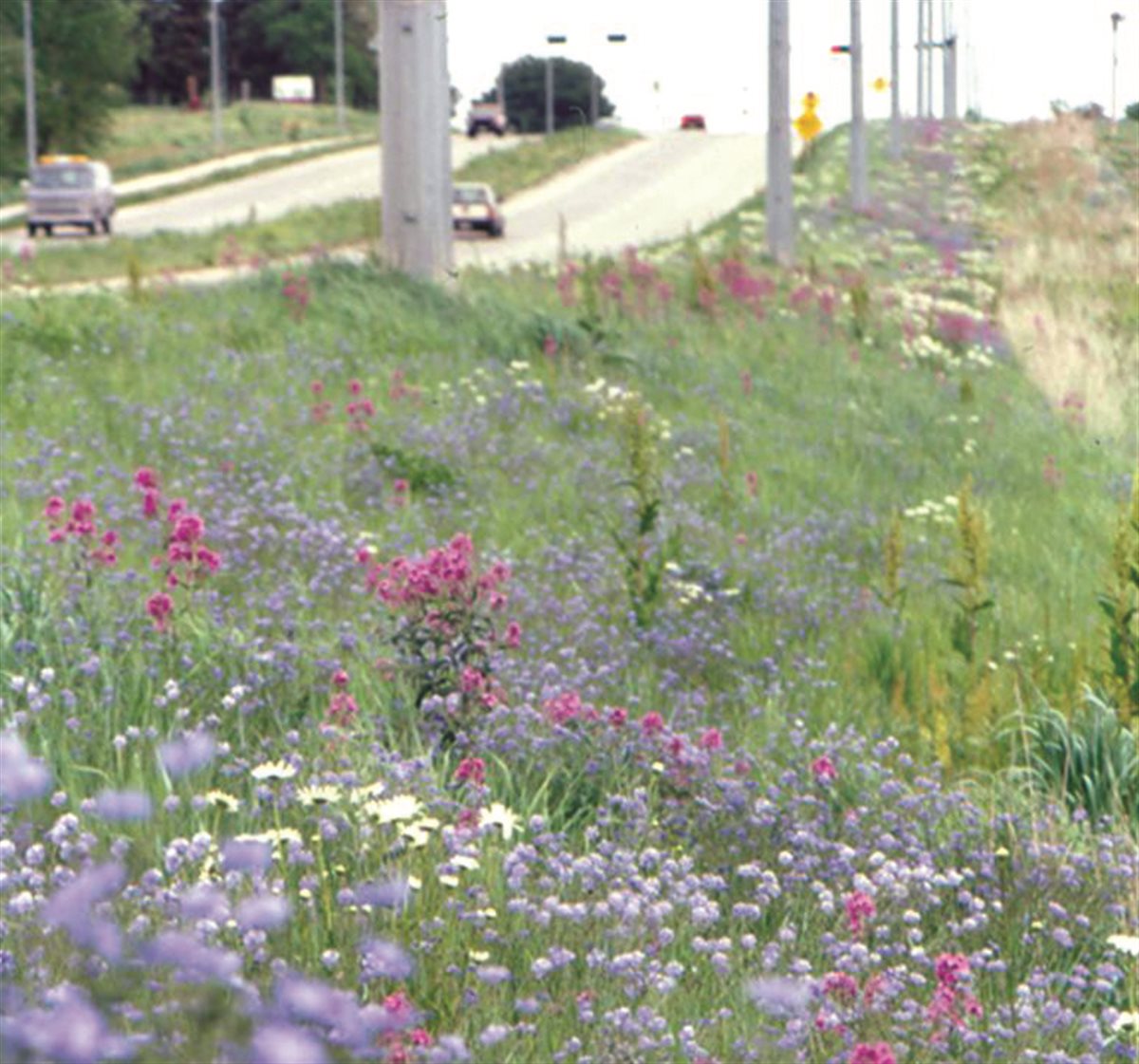 Flowering Roadside Grass Seed Mix - Low Maintenance Blend With Grass, Clover & Wildflowers (300 Gram)