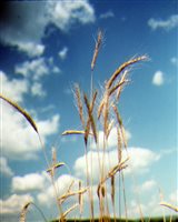 Rye Grain