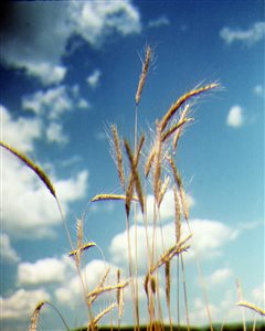 Rye Grain - Rye Grain
