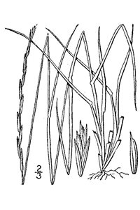 Slender Wheatgrass - Slender Wheatgrass