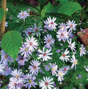 Smooth Aster - Smooth Blue Aster