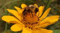Stock's Pollinator Mix