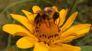 Stock's Pollinator Mixture - Stock's Pollinator Mix