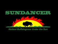 Sundancer Buffalograss - Sundancer Buffalograss
