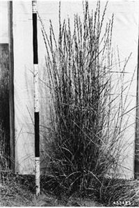 Tall Wheatgrass - Tall Wheatgrass