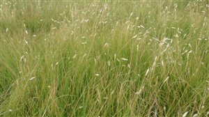 Common Buffalograss