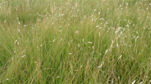 - Texoka Buffalograss