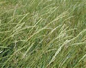 Western Wheatgrass - Western Wheatgrass
